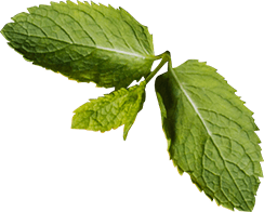 Mint-1.png